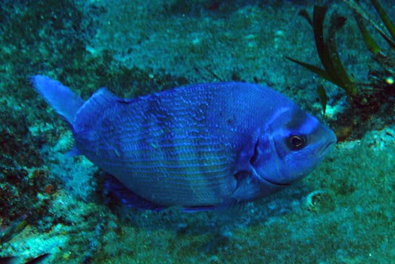 Spondyliosoma cantharus  in riproduzione
